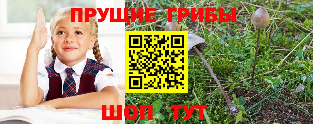 Шадринск  Галлюциногенные грибы Magic Shrooms  Вход с VPN 