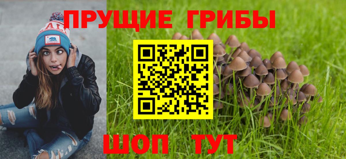 Псилоцибиновые грибы Psilocybe Шадринск